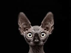 Image result for Hairless Cat Balls Computer Monitor
