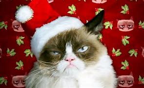 Image result for Christmas LOL Cats