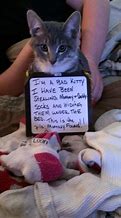 Image result for Bad Kitty Funny