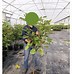 Billedresultat for Ficus carica ROUGE DE JUILLET