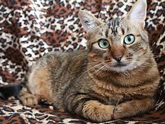 Image result for Grey and Orange Cat