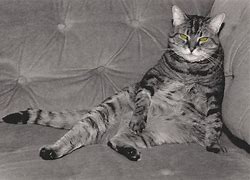 Image result for Lounge Cat Pose