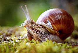 Image result for Mollusca