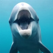 Image result for Cetacea. Size: 185 x 185. Source: cetacea.fandom.com