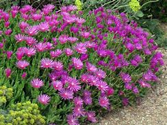 Image result for Ice Plant Ground Cover