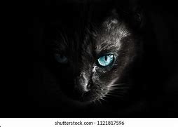 Image result for Creepy Black Cat
