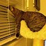 Image result for Cat in Bed Funny