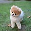 Image result for A Boo Dog