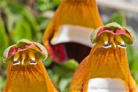 Image result for Calceolaria sp. Patagonia