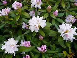 Image result for Rhododendron (T) Cunninghams White