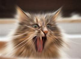 Image result for Screaming Cat Meme