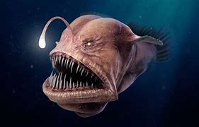Image result for Weird Deep Sea Creatures