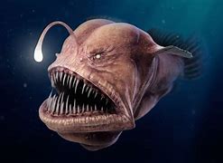 Image result for Weird Underwater Sea Creatures