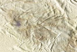 Image result for Dirty Clothes Texture