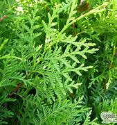 Image result for Thuja occidentalis King of Brabant