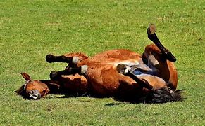 Image result for Horse Colic Symptoms