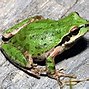 Image result for Bullfrog Feet