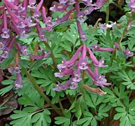 Image result for corydalis_solida