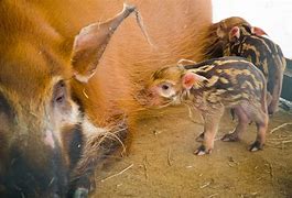 Image result for Wild Hogs in Houston