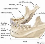 Image result for Lower Jaw Teeth
