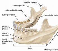 Image result for Jaw Skeletal Anatomy