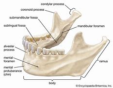 Image result for Maxilla and Mandible Anatomy