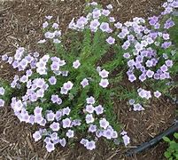 Image result for Nierembergia repens