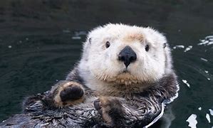 Image result for Cute Sea Otter