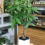 Image result for Care of Money Tree Plant