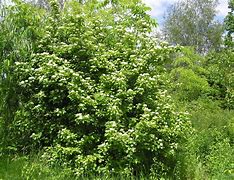 Image result for cornus_sanguinea