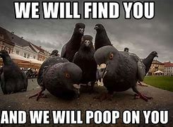 Image result for Pigeon Poop Meme