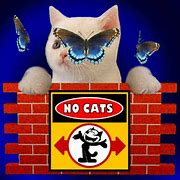 Image result for Y U No Cat