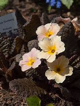 Image result for Primula vulgaris Dunberg
