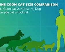 Image result for Cat Sized Dog