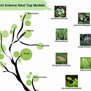 Image result for Plant Model by Size