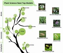 Image result for Popular as Model Plant