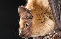 Image result for Oregon Bats