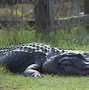 Image result for Alligator Facts for Kids National Geographic
