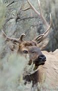 Image result for Montana Bull Elk
