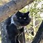 Image result for Serge Cool Cat