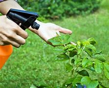 Image result for Plant Pesticides