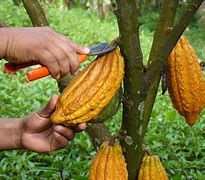 Image result for cacaotero