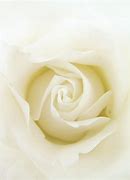 Image result for Things That Are White in Color