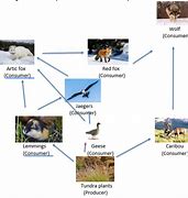 Image result for Foxes Food Chain