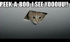 Image result for Peek A Boo Memes Animal