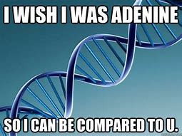 Image result for DNA Structure Meme