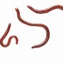 Image result for Worm Wars Clip Art