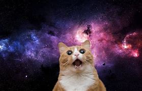 Image result for Cat and Dog Crazy Wallpaper