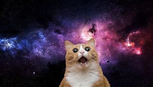 Image result for galaxy cats memes