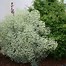 Image result for Euphorbia characias SILVER SWAN Wilcott